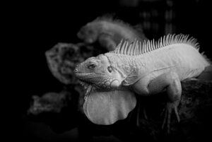 美白と透明感の違いは何ですか？