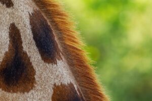 混合肌を活かす水光肌ベースのメイクアップのコツは？