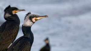 肌荒れ時にファンデを休むための代替プランは？